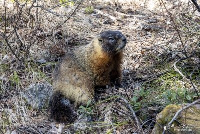 Yellow Bellied Marmots GTNP May 2025